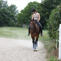 Dansk Varmblod Romann