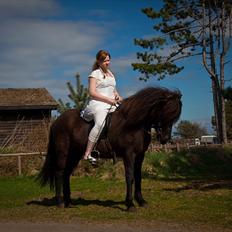 Islænder Fina fra Bjarup