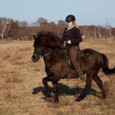 Islænder Fina fra Bjarup