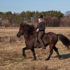 Islænder Fina fra Bjarup