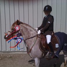 Welsh Pony (sec B) Amanda's Elvera