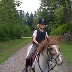 Welsh Pony (sec B) Amanda's Elvera