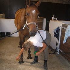 Dansk Varmblod Apollo *RIP* 