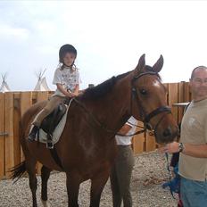 Dansk Varmblod Apollo *RIP* 