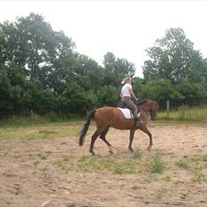 Dansk Varmblod Apollo *RIP* 