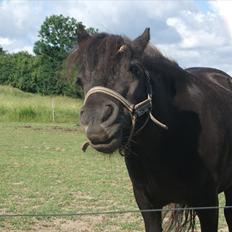 Shetlænder / Miniature Tulle
