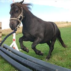 Shetlænder / Miniature Tulle