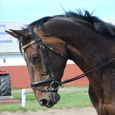 Dansk Varmblod Travella