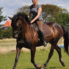 Dansk Varmblod Travella