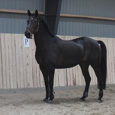 Dansk Varmblod Travella