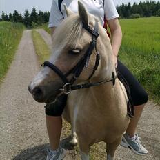 Anden særlig race Bella Star