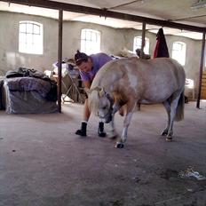 Anden særlig race Bella Star