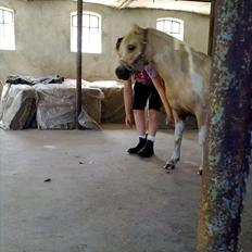 Anden særlig race Bella Star