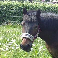 Anden særlig race Brune  [Savnet :'* ]