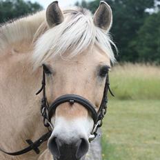 Fjordhest Beinta