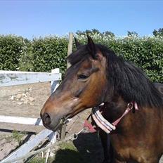 Anden særlig race Brune  [Savnet :'* ]