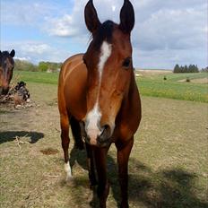 Arabisk fuldblod (OX) Emma OX