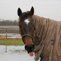 Hollandsk Varmblod Wings