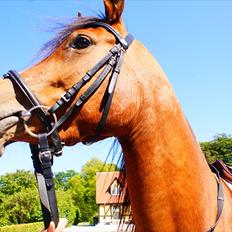 Arabisk fuldblod (OX) Amira Shamira