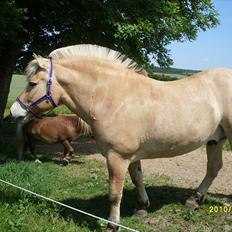 Fjordhest Hjerter Maximus R.I.P