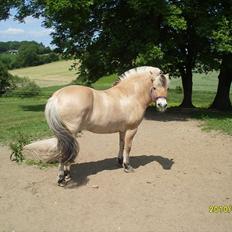 Fjordhest Hjerter Maximus R.I.P