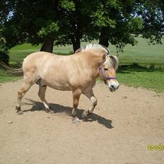 Fjordhest Hjerter Maximus R.I.P