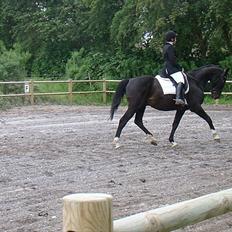 Dansk Varmblod SAZKIBARD S