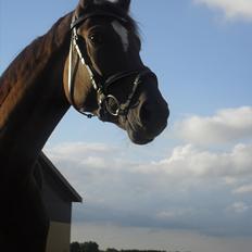 Dansk Varmblod Footloose <3 afleveret :)