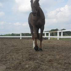 Dansk Varmblod Footloose <3 afleveret :)