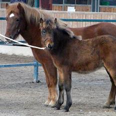 Islænder Prímus fra Toftdal