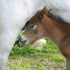 Anden særlig race Baby / Uffe
