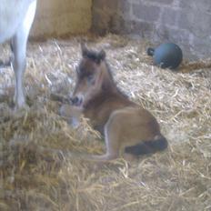 Anden særlig race Baby / Uffe