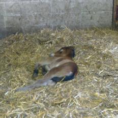 Anden særlig race Baby / Uffe