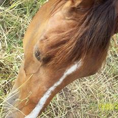 Traver Nete Halbjerg *R.I.P* ;'(