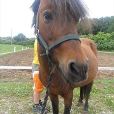 Anden særlig race Mae