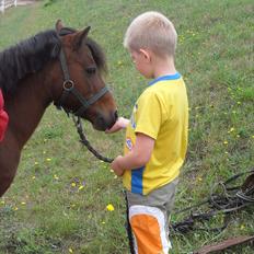 Anden særlig race Mae