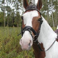 Anden særlig race Tarzan (Udlånshest)