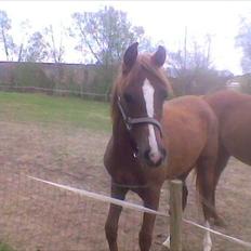 Arabisk fuldblod (OX) Miss Valentine-SOLGT