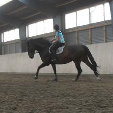 Anden særlig race Salsa Af Sulsted *Solgt*