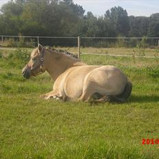 Fjordhest bella solhøj