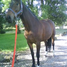 Anden særlig race Salsa Af Sulsted *Solgt*