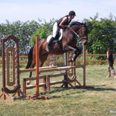 Anden særlig race Salsa Af Sulsted *Solgt*