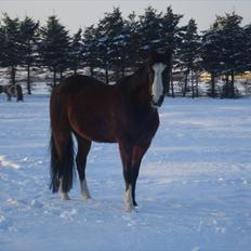 Traver Harlekin Laser