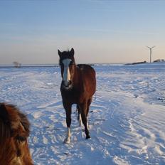 Traver Harlekin Laser
