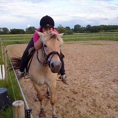 Fjordhest bella solhøj