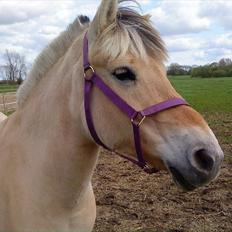 Fjordhest bella solhøj