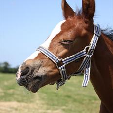 Dansk Varmblod ca'rock