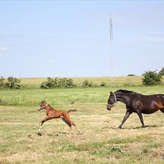 Dansk Varmblod ca'rock