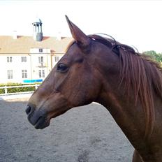 Anden særlig race Lærke