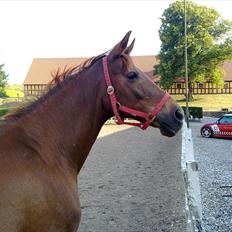 Anden særlig race Lærke